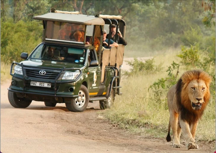 Kruger National Park Safaris